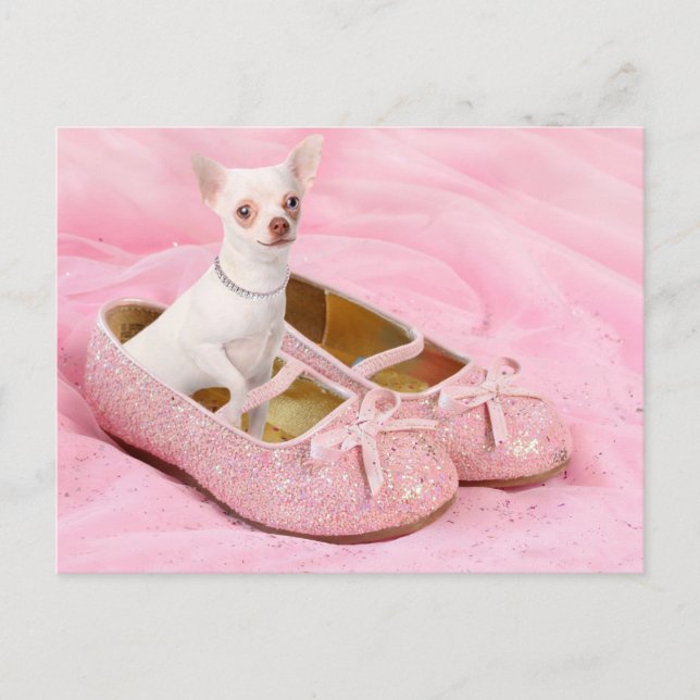 Little chihuahua in pink girly shoes with glitter postcard (Front)