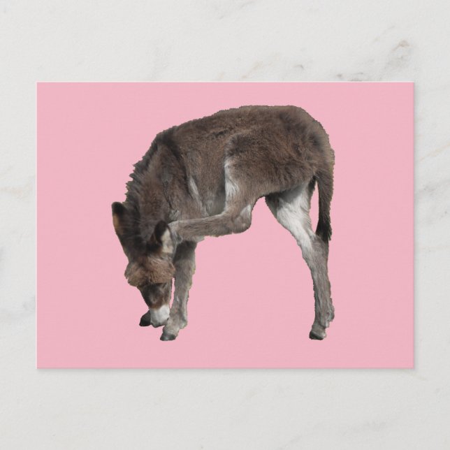 Little Chocolate Donkey Foal Scratching Ear Postcard (Front)