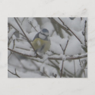 Little Colorful Bird in Snow DIY Postcard