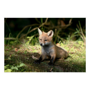 Little Cub Red Fox Poster