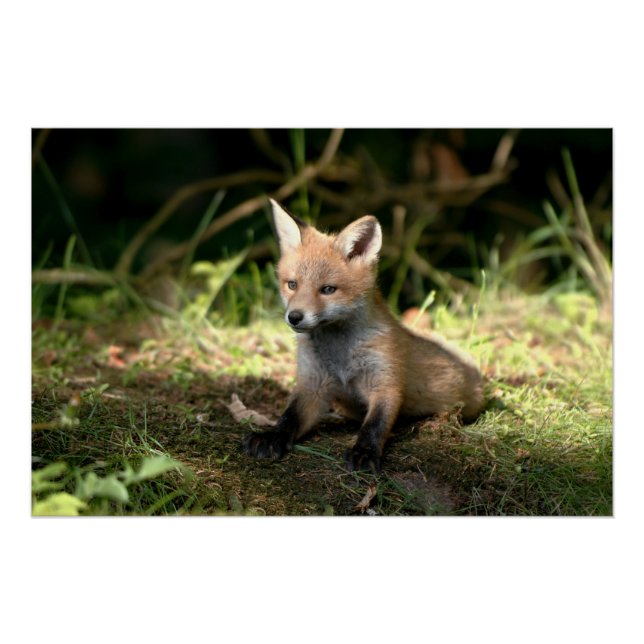 Little Cub Red Fox Poster (Front)