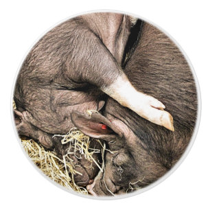 LITTLE CUTE PIGS CERAMIC KNOB