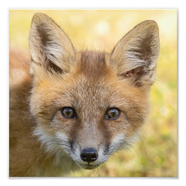 Little Cutie Fox Portrait Photo Print (Front)