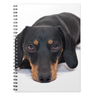 Little Dachshund Spiral Notebook