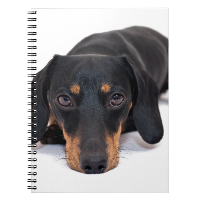 Little Dachshund Spiral Notebook (Front)