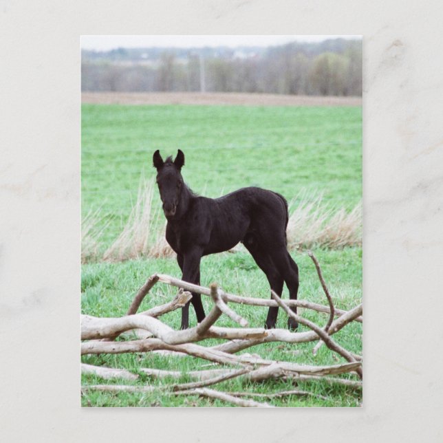 Little Dark Colt Postcard (Front)