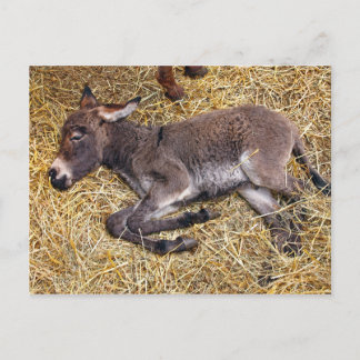 Little donkey foal sleeping on straw postcard