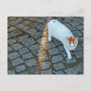 Little Dot Ephesus Cat Postcard