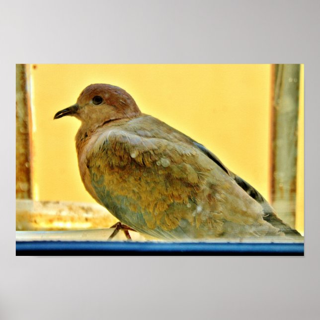 Little Dove Poster (Front)