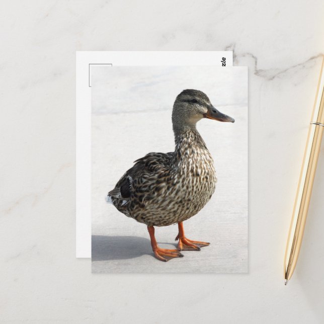 Little Duck Postcard (Front/Back In Situ)