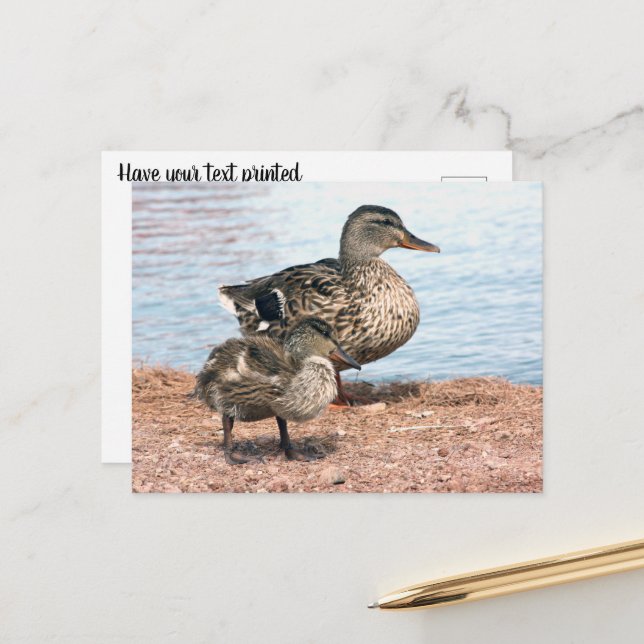 Little Ducklings at the Pond Postcard (Front/Back In Situ)