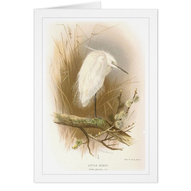 Little Egret (Front)