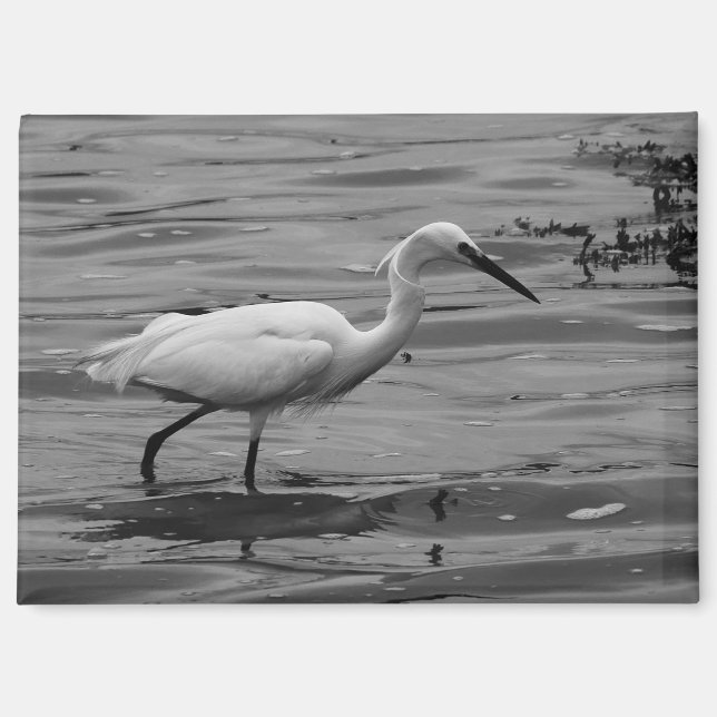 Little Egret Magnet (Front)