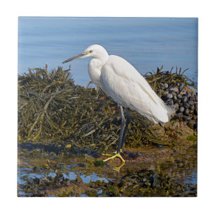 Little egret on seaweed tile