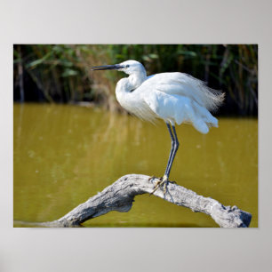 Little egret perched on branch poster