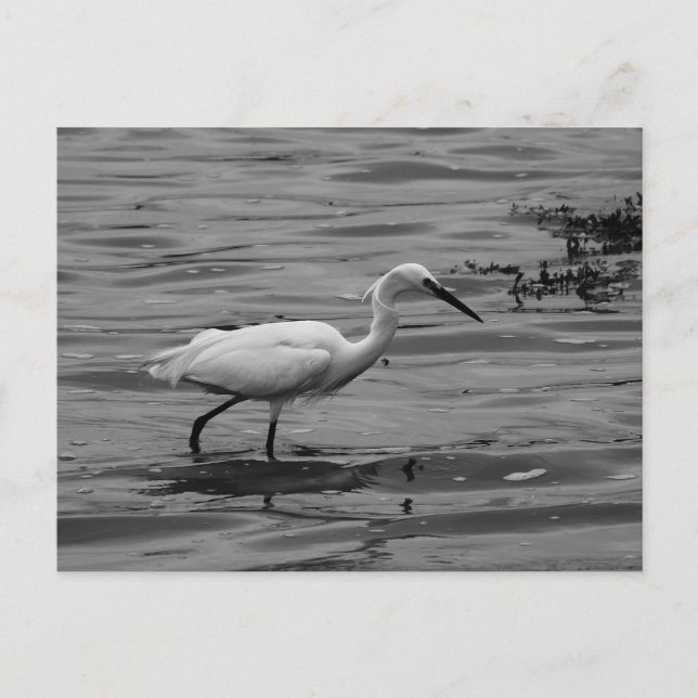 Little Egret Postcard (Front)