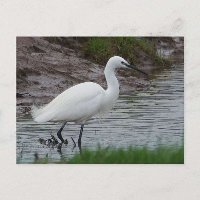 Little Egret Postcard (Front)