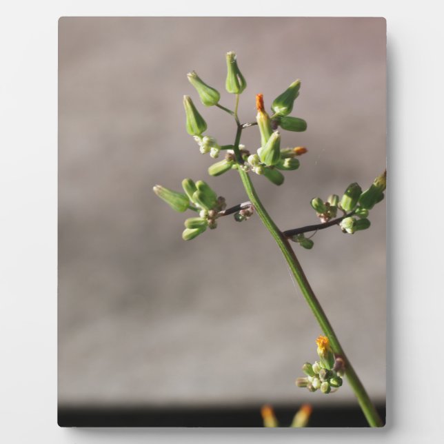 Little Flower Buds Plaque (Front)