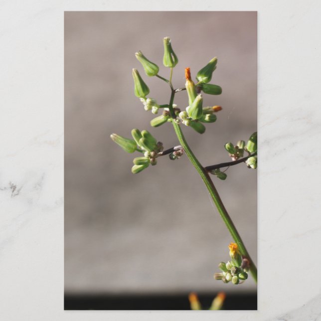 Little Flower Buds Stationery (Front)