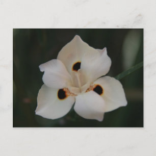 little flower postcard