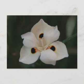 little flower postcard
