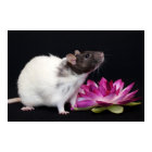 Little Flower - Rat Poster