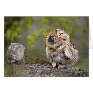 Little Fluff Ball