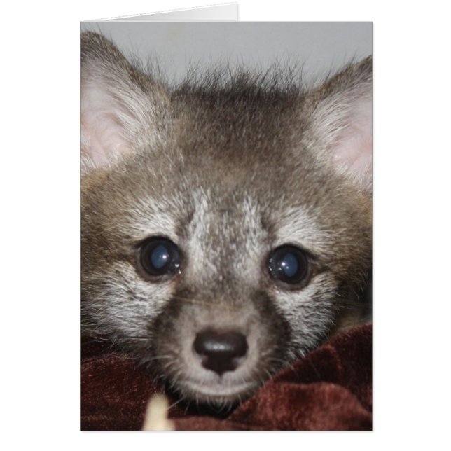 Little Fox (Front)