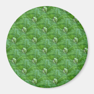 Little frogs... magnet