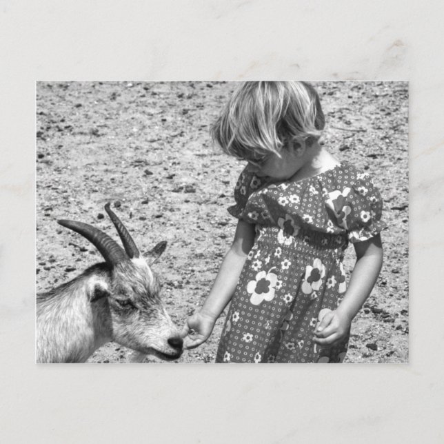 Little Girl Feeding a Goat Sunflower Seeds 1971 Postcard (Front)