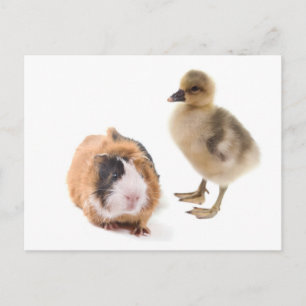 little goose and guinea pig postcard
