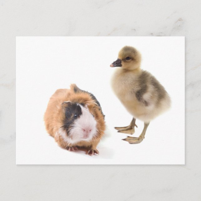 little goose and guinea pig postcard (Front)