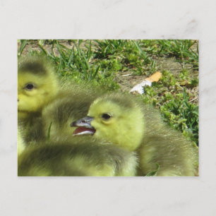 Little Goose Postcard