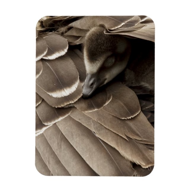 Little Gosling Under Mum's Wing Magnet (Vertical)