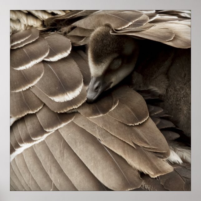 Little Gosling Under Mum's Wing Poster (Front)