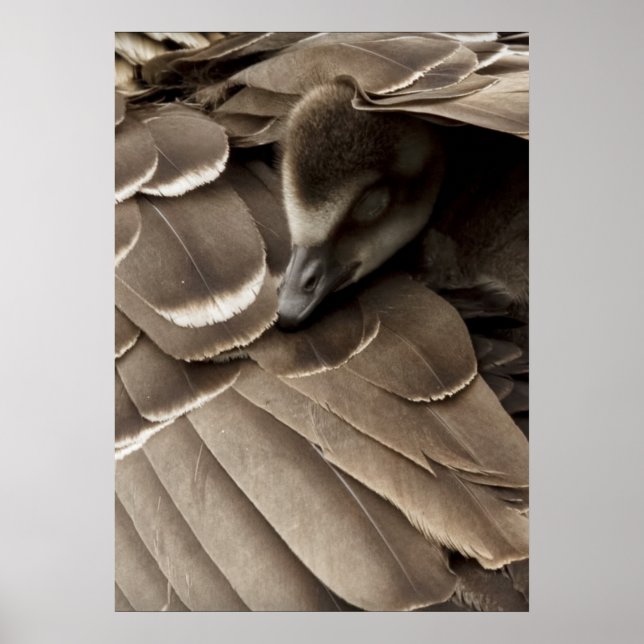 Little Gosling Under Mum's Wing Poster (Front)