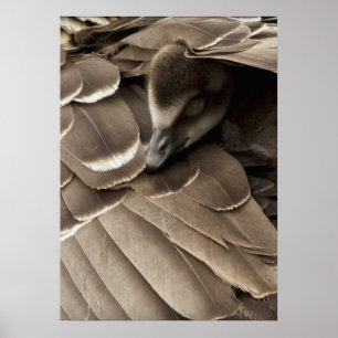 Little Gosling Under Mum's Wing Poster