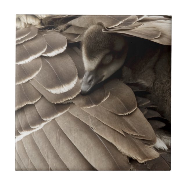 Little Gosling Under Mum's Wing Tile (Front)
