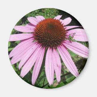 Little Grasshopper on a Purple Flower Magnet