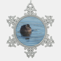 Little Grebe