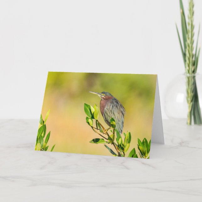 Little Green Heron Card (Front)