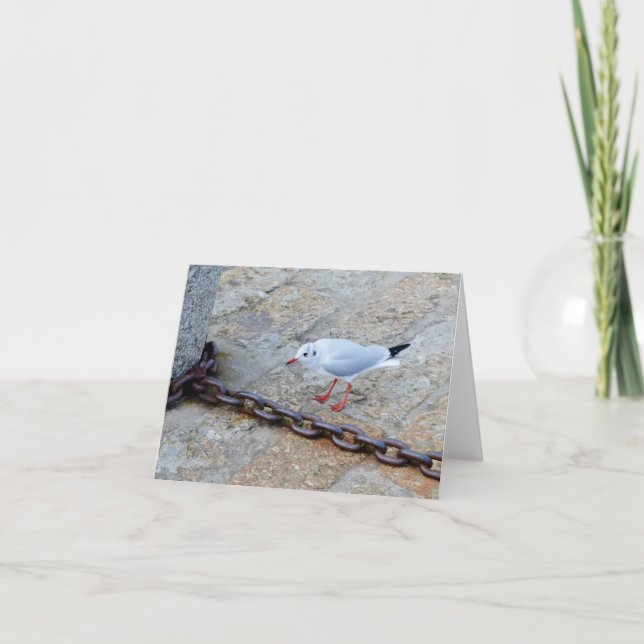 Little Gull Big Chain St Ives Cornwall England Card (Front)