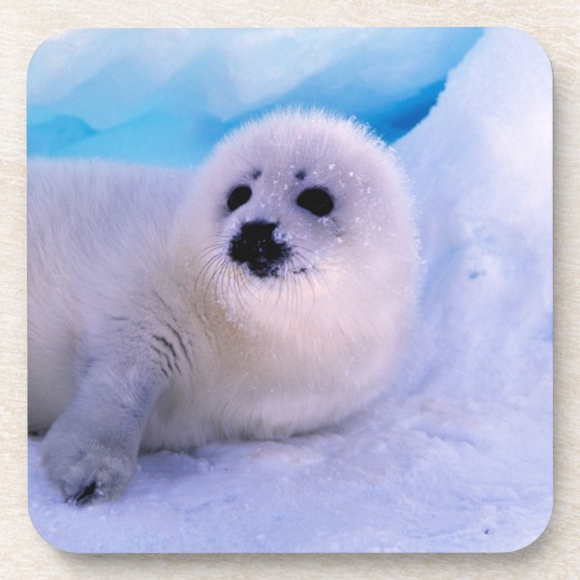 Little Harp Seal Pup Covered in Snowflakes Coaster (Front)
