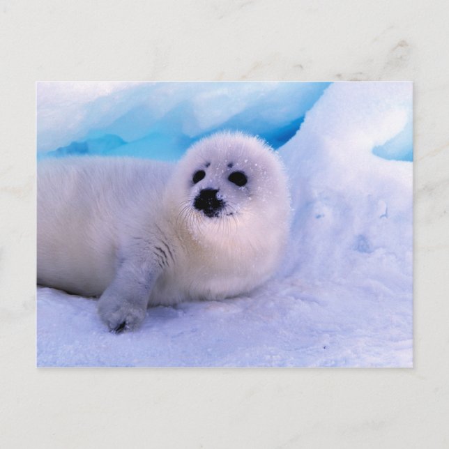 Little Harp Seal Pup Covered in Snowflakes Postcard (Front)