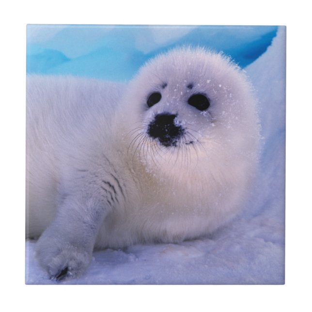 Little Harp Seal Pup Covered in Snowflakes Tile (Front)