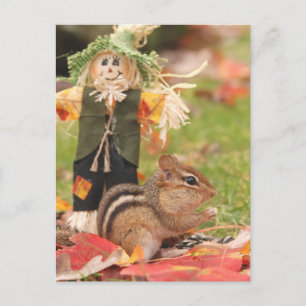 Little Harvest Chipmunk Postcard