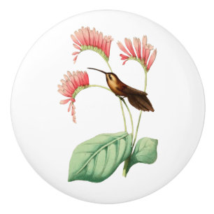 Little Hermit Hummingbird Ceramic Knob