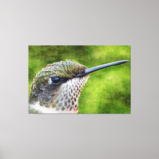 Little Hummer Canvas Print (Front)