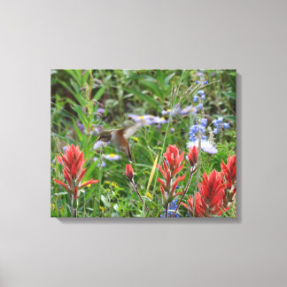 little Hummingbird Canvas Print