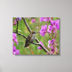 little Hummingbird Canvas Print
